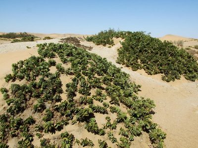 Zygophyllum stapffii, photographed by marius