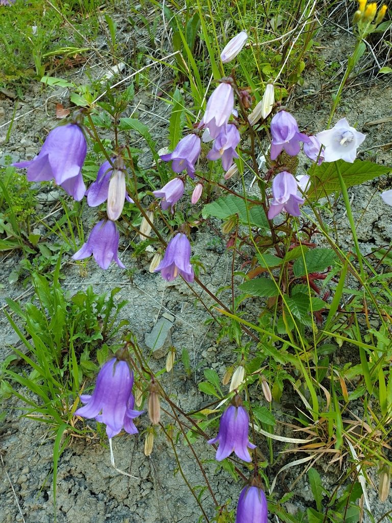 Campanula longistyla, photographed by Алена Ручка
