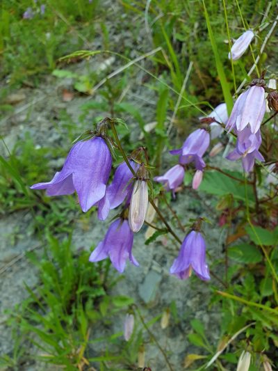 Campanula longistyla, photographed by Алена Ручка