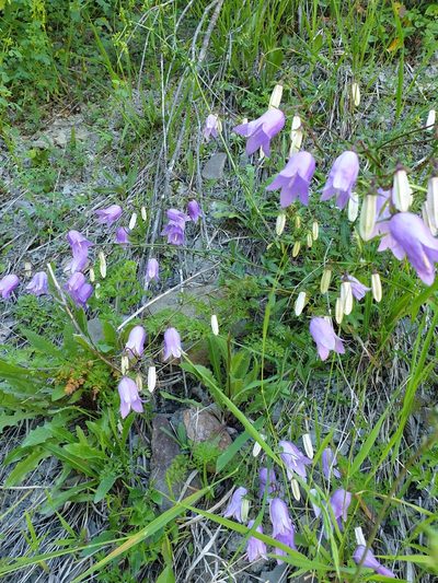 Campanula longistyla, photographed by Алена Ручка