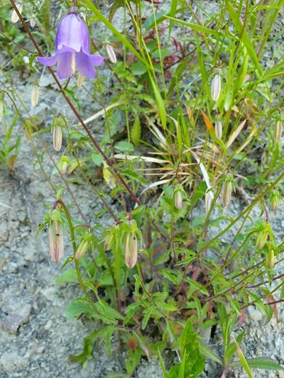 Campanula longistyla, photographed by Алена Ручка