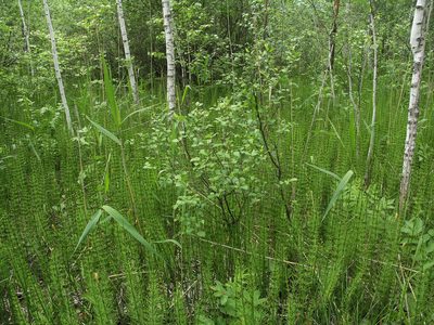 Betula fruticosa, photographed by Oleg Kosterin