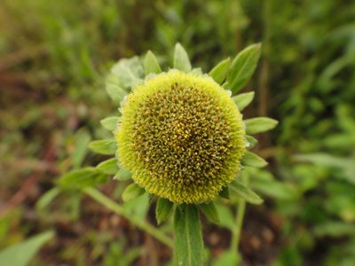 Carpesium cernuum, photographed by Christian Berg
