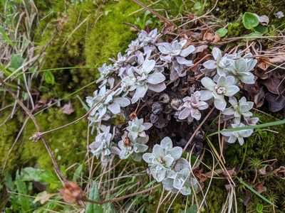 Anaphalis nepalensis, photographed by Cheng-Te Hsu