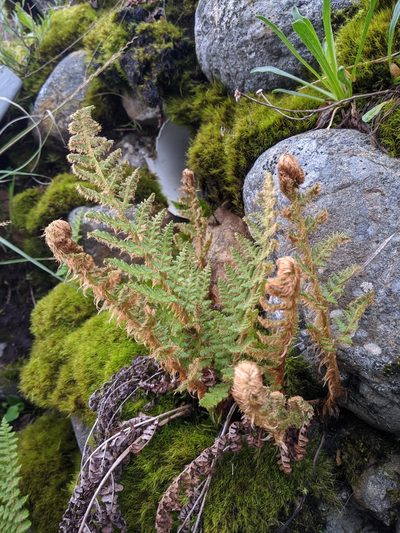 Dryopteris komarovii, photographed by Cheng-Te Hsu
