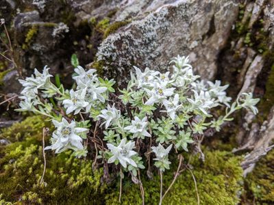 Leontopodium microphyllum, photographed by Cheng-Te Hsu