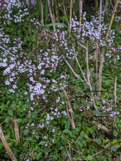 Valeriana kawakamii, photographed by Cheng-Te Hsu