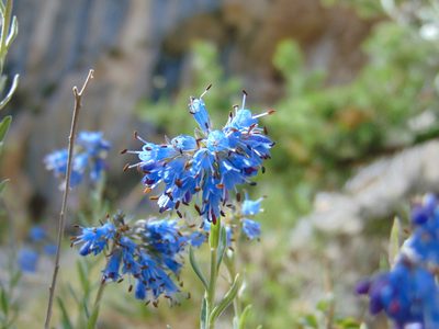 Moltkia petraea, photographed by viridian