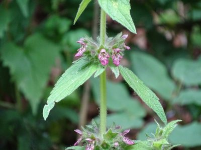 Stachys alpina, photographed by Christian Berg