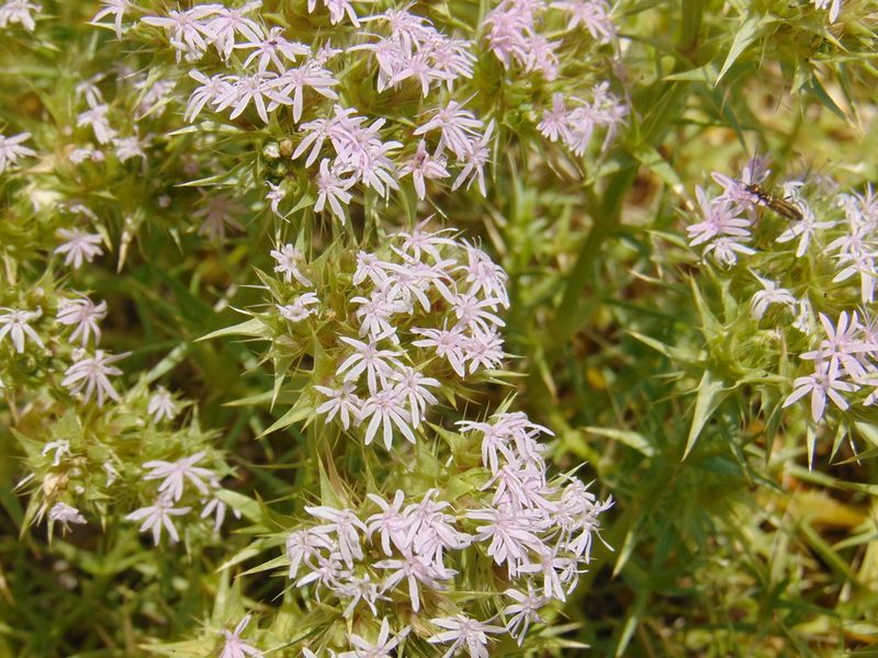 Drypis spinosa, photographed by viridian
