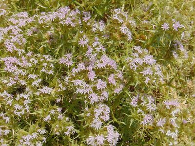 Drypis spinosa, photographed by viridian