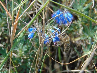 Moltkia petraea, photographed by viridian