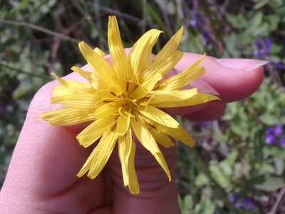 Pseudopodospermum strictum, photographed by Сергей Крыленко