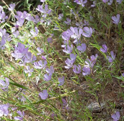 Clarkia dudleyana, photographed by Jesse Rorabaugh