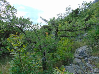 Pyrus spinosa, photographed by viridian