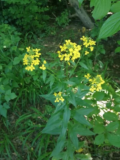 Erysimum aureum, photographed by Екатерина Кропочева