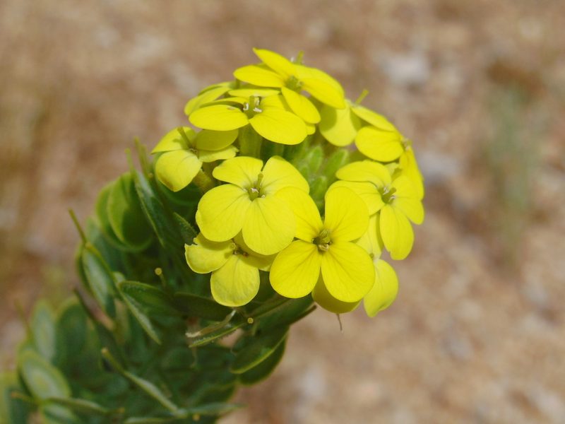 Biscutella cichoriifolia, photographed by viridian