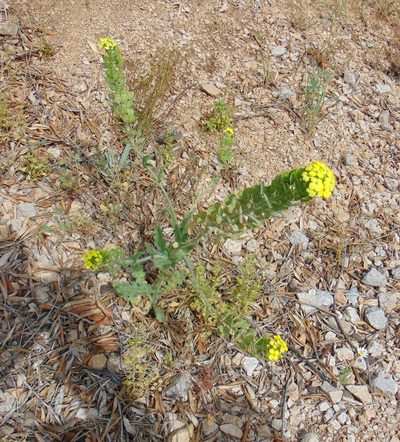 Biscutella cichoriifolia, photographed by viridian