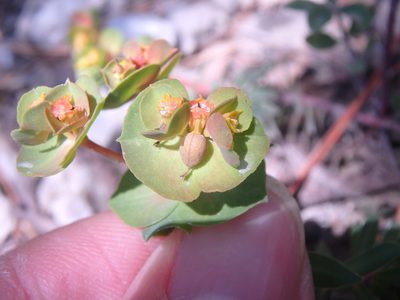 Euphorbia petrophila, photographed by Сергей Крыленко