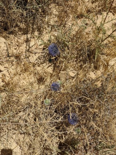 Echinops polyceras, photographed by Yaron Budowski