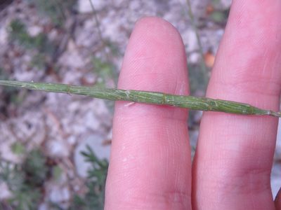 Aegilops cylindrica, photographed by Сергей Крыленко