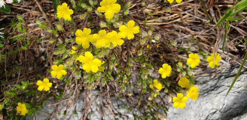 Hudsonia montana, photographed by snail_hiker