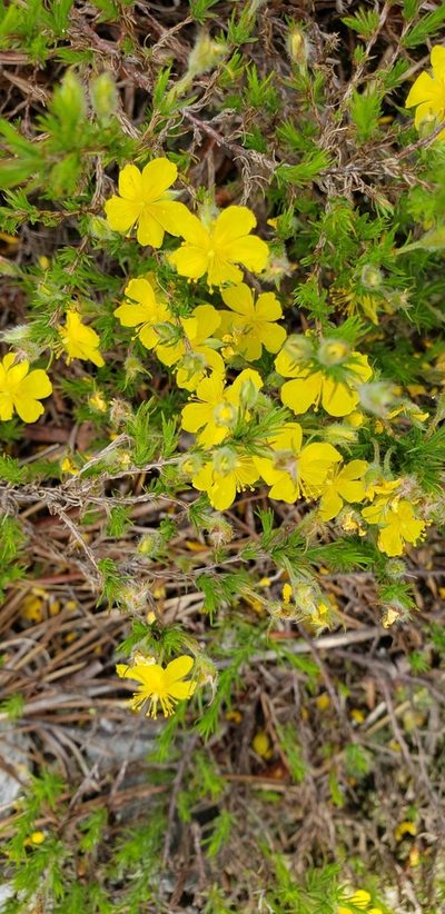 Hudsonia montana, photographed by snail_hiker