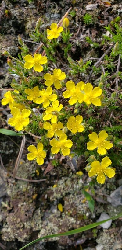 Hudsonia montana, photographed by snail_hiker