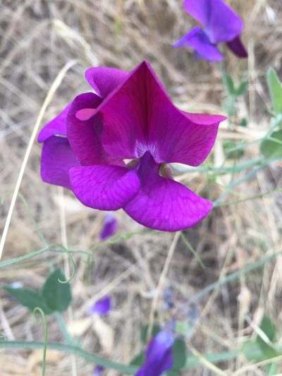 Lathyrus odoratus, photographed by Marc Whitaker