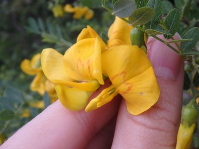 Colutea cilicica, photographed by Сергей Крыленко