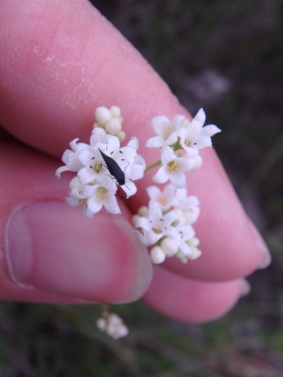 Galium xeroticum, photographed by Сергей Крыленко