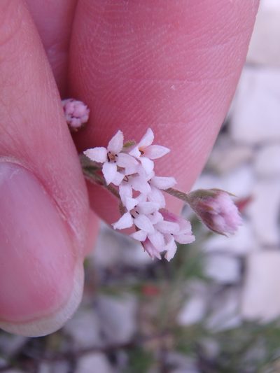 Cynanchica supina, photographed by Сергей Крыленко