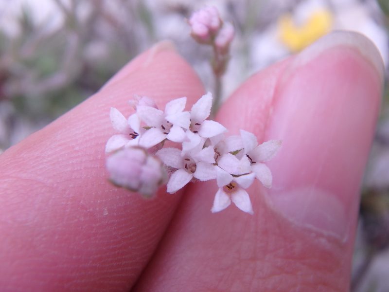 Cynanchica supina, photographed by Сергей Крыленко