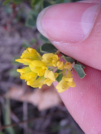 Medicago cretacea, photographed by Сергей Крыленко