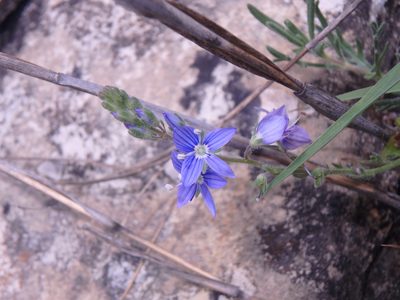 Veronica austriaca, photographed by Сергей Крыленко