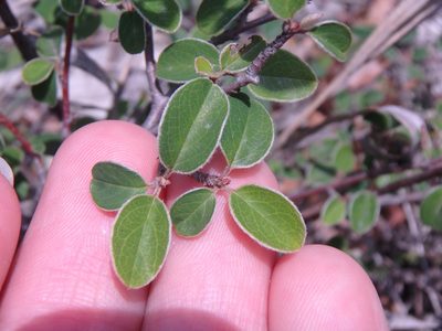 Cotoneaster tauricus, photographed by Сергей Крыленко
