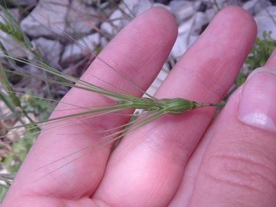 Aegilops biuncialis, photographed by Сергей Крыленко