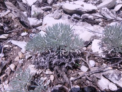 Artemisia alpina, photographed by Сергей Крыленко