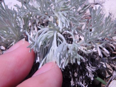 Artemisia alpina, photographed by Сергей Крыленко