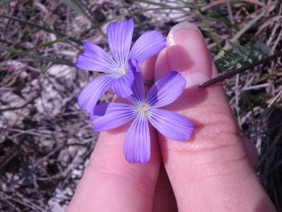 Linum nervosum, photographed by Сергей Крыленко
