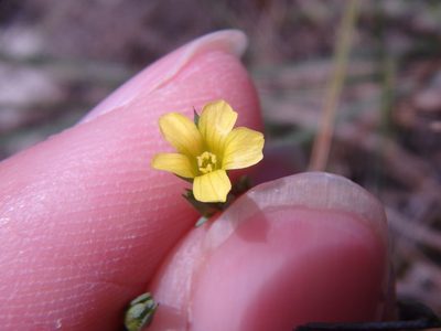 Linum corymbulosum, photographed by Сергей Крыленко
