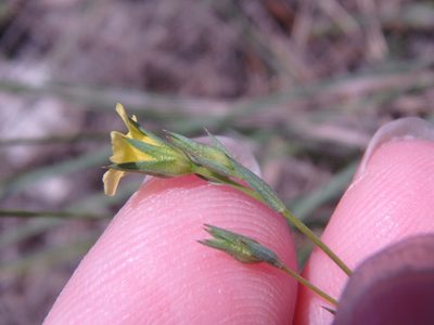 Linum corymbulosum, photographed by Сергей Крыленко