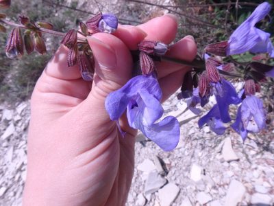 Salvia ringens, photographed by Сергей Крыленко