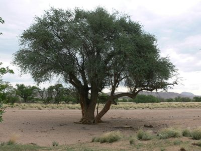 Faidherbia albida, photographed by marius