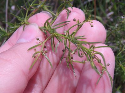 Asparagus verticillatus, photographed by Сергей Крыленко
