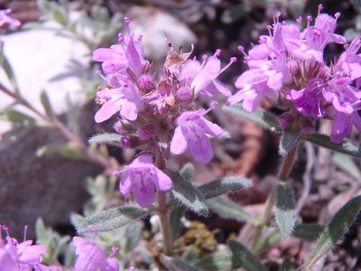 Thymus markhotensis, photographed by Сергей Крыленко