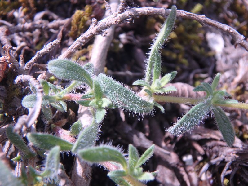 Thymus markhotensis, photographed by Сергей Крыленко
