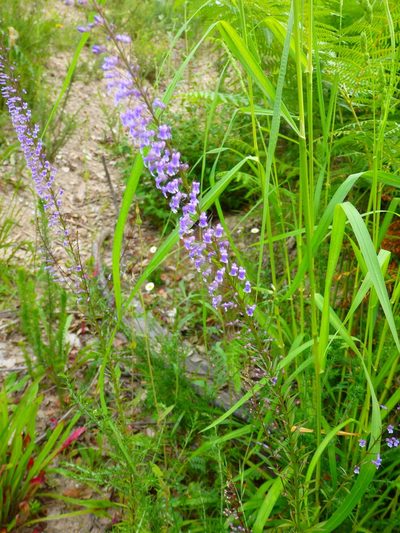 Anarrhinum longipedicellatum, photographed by Carminda Santos