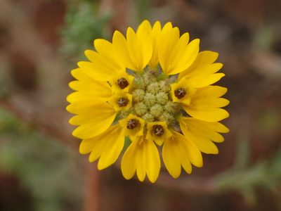 Deinandra increscens, photographed by George Williams