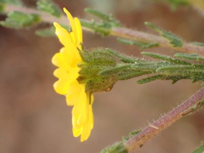 Deinandra increscens, photographed by George Williams